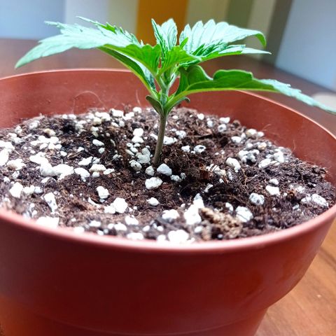 Low Afghan  growlog timeline photo