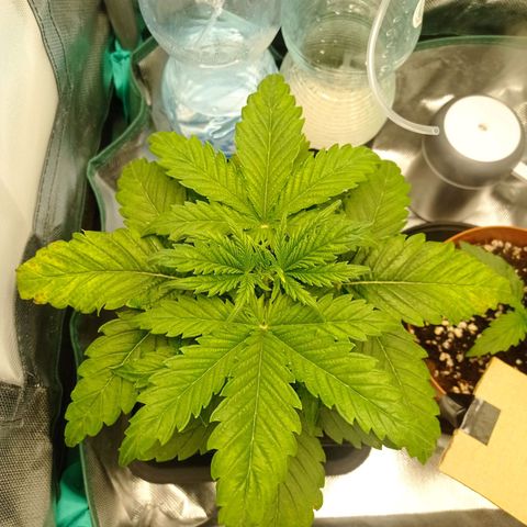 Strawberry Cake growlog timeline photo