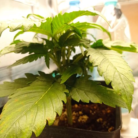 Strawberry Cake growlog timeline photo