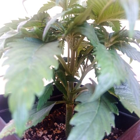 Strawberry Cake growlog timeline photo