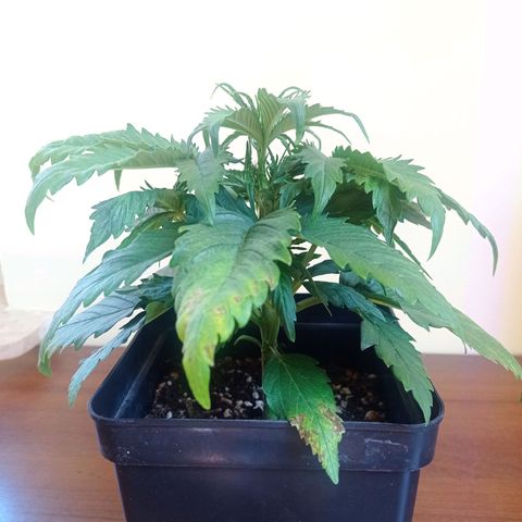 Strawberry Cake growlog timeline photo