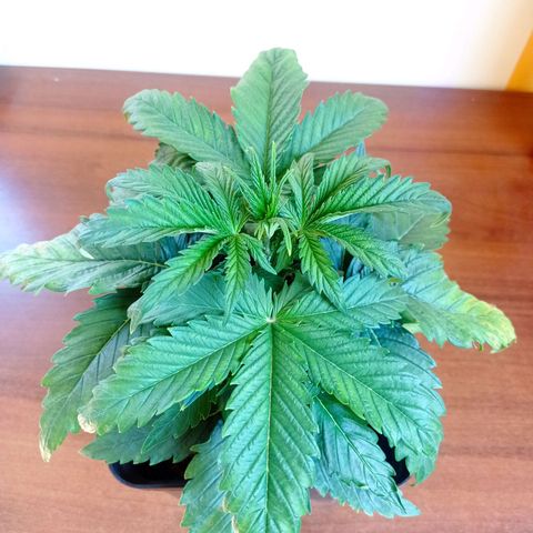 Strawberry Cake growlog timeline photo