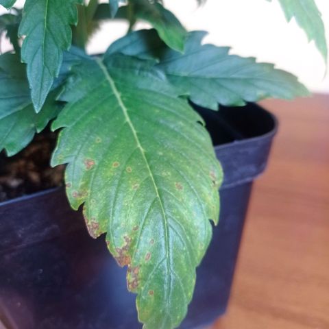 Strawberry Cake growlog timeline photo