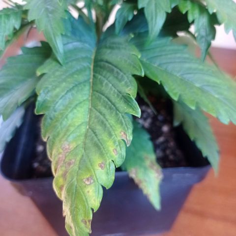 Strawberry Cake growlog timeline photo