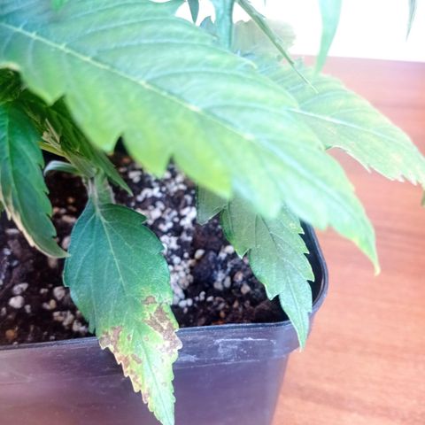 Strawberry Cake growlog timeline photo