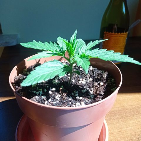 Low Afghan  growlog timeline photo