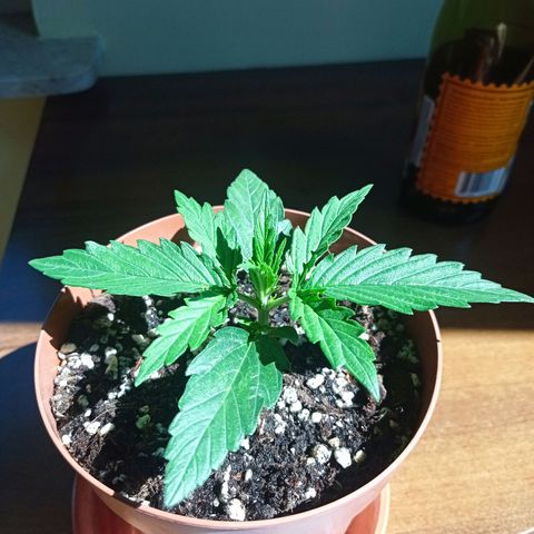 Low Afghan  growlog timeline photo
