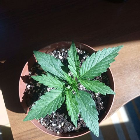 Low Afghan  growlog timeline photo