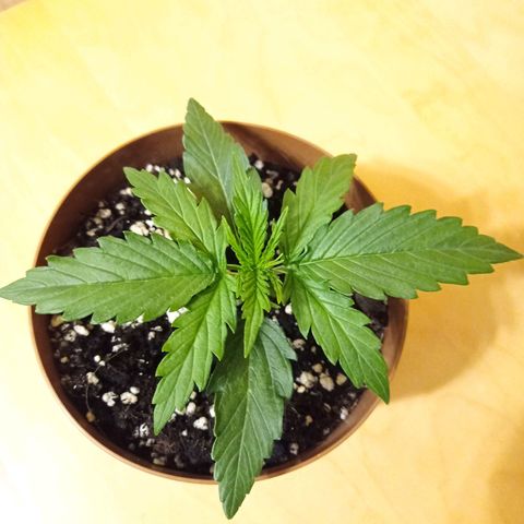 Low Afghan  growlog timeline photo