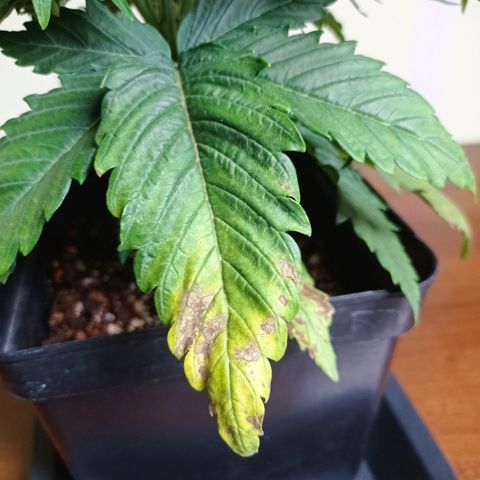 Strawberry Cake growlog timeline photo