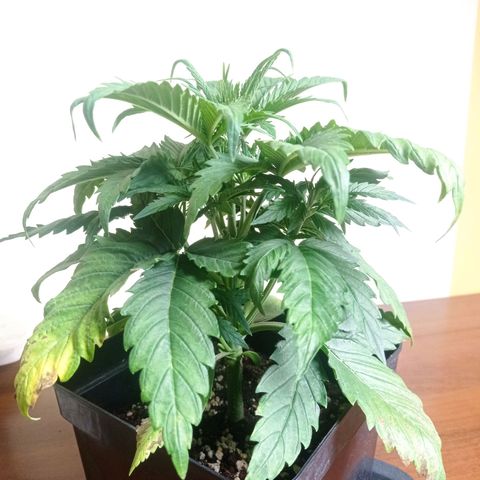 Strawberry Cake growlog timeline photo
