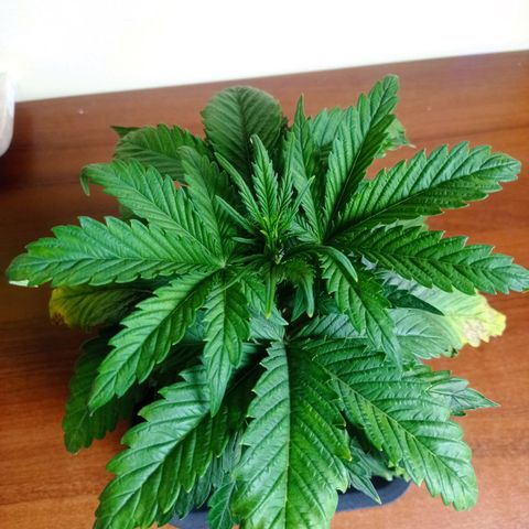 Strawberry Cake growlog timeline photo
