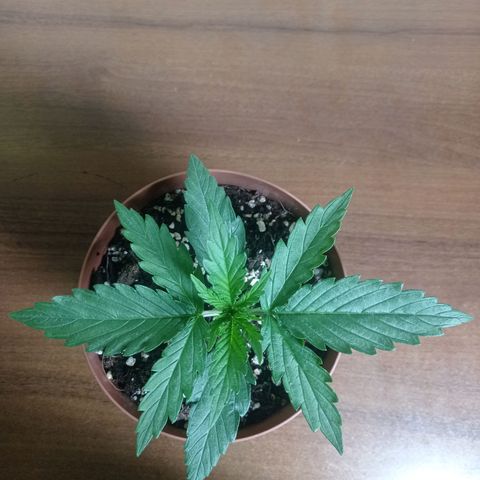 Low Afghan  growlog timeline photo