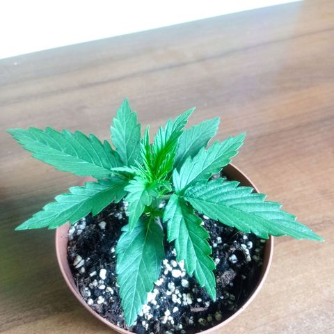 Low Afghan  growlog timeline photo