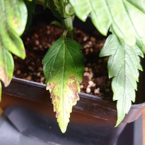 Strawberry Cake growlog timeline photo