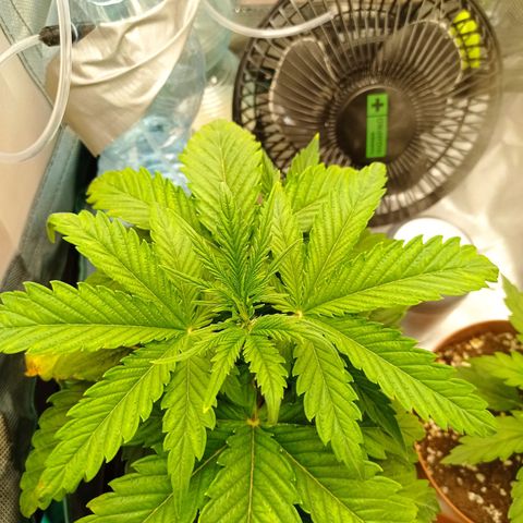 Strawberry Cake growlog timeline photo