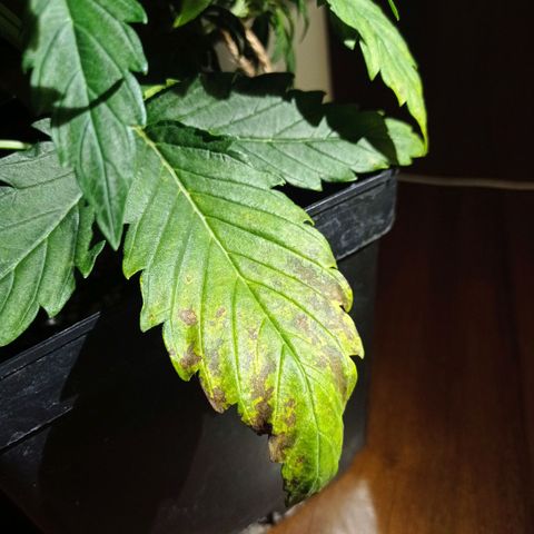 Strawberry Cake growlog timeline photo