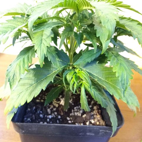 Strawberry Cake growlog timeline photo
