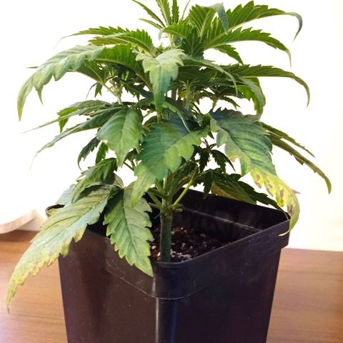 Strawberry Cake growlog timeline photo