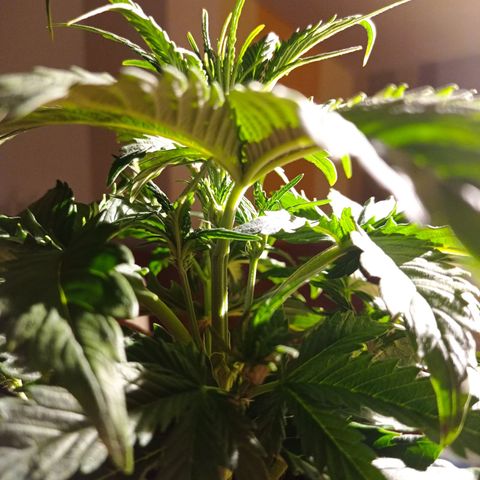 Strawberry Cake growlog timeline photo