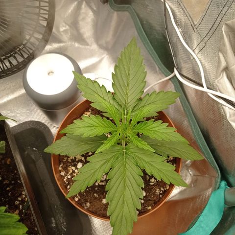 Low Afghan  growlog timeline photo