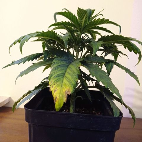 Strawberry Cake growlog timeline photo