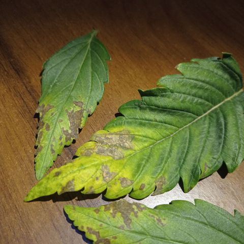 Strawberry Cake growlog timeline photo