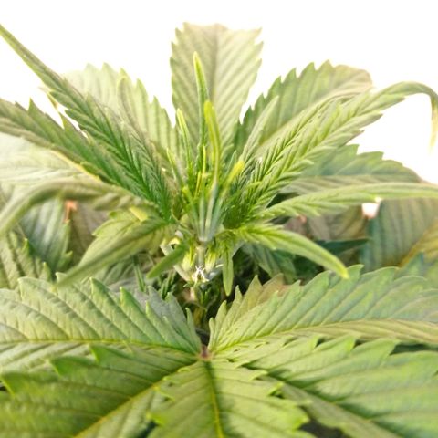 Strawberry Cake growlog timeline photo