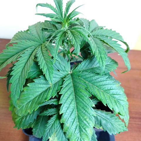 Strawberry Cake growlog timeline photo