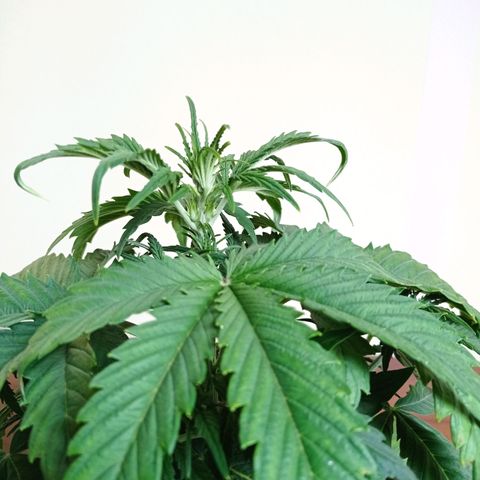 Strawberry Cake growlog timeline photo