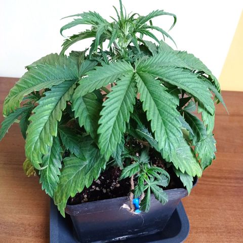 Strawberry Cake growlog timeline photo