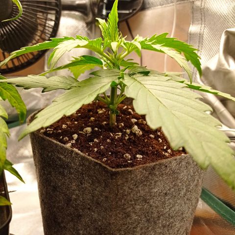 Low Afghan  growlog photo: Przesadzanie do większej doniczki