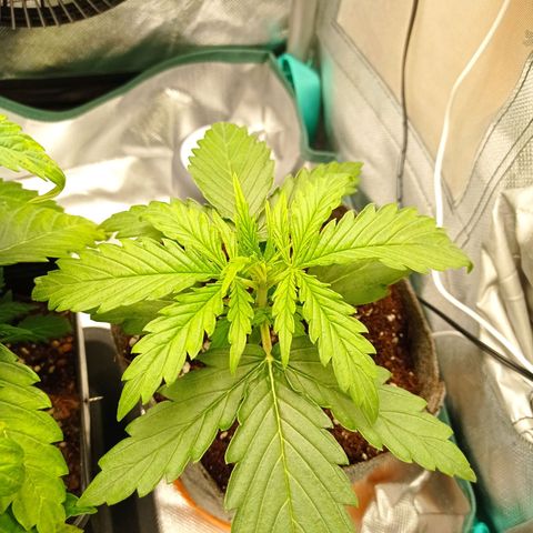 Low Afghan  growlog timeline photo