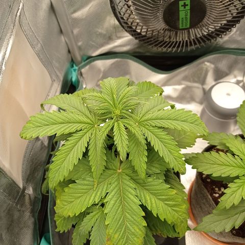 Strawberry Cake growlog timeline photo