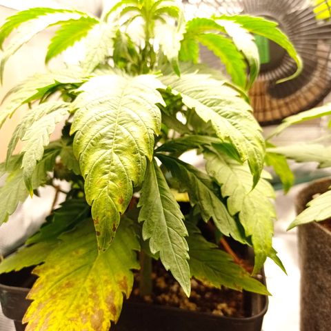 Strawberry Cake growlog timeline photo