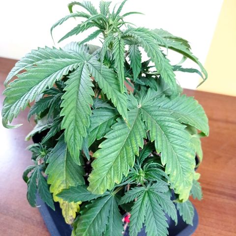 Strawberry Cake growlog timeline photo