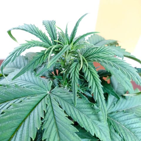 Strawberry Cake growlog timeline photo