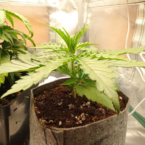 Low Afghan  growlog timeline photo