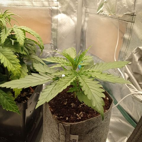 Low Afghan  growlog timeline photo