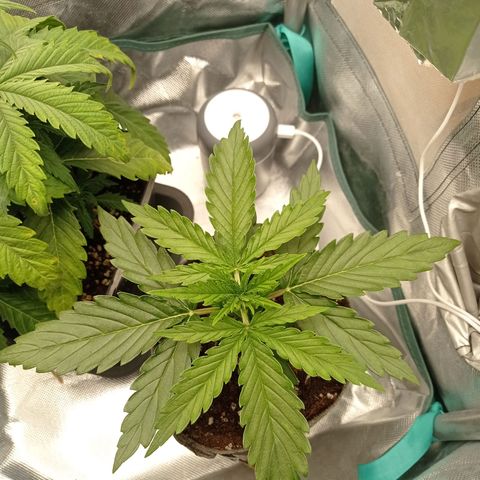 Low Afghan  growlog timeline photo