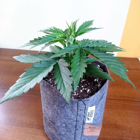 Low Afghan  growlog timeline photo