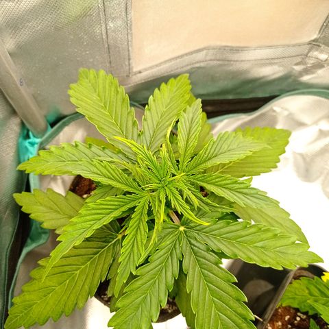 Low Afghan  growlog timeline photo