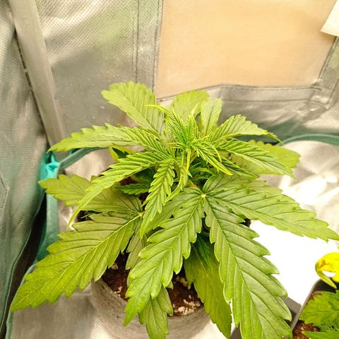 Low Afghan  growlog timeline photo