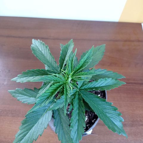 Low Afghan  growlog timeline photo