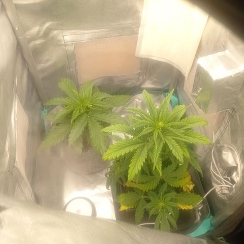 Strawberry Cake growlog timeline photo