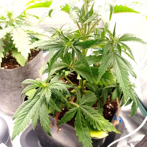Strawberry Cake growlog timeline photo