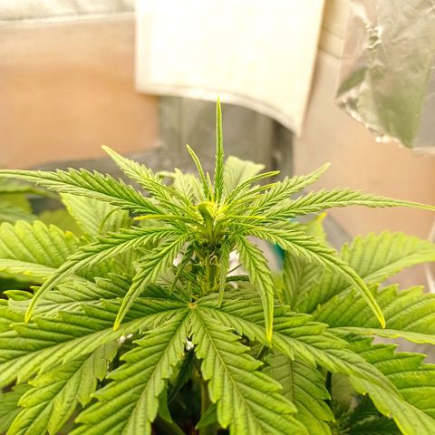 Strawberry Cake growlog timeline photo