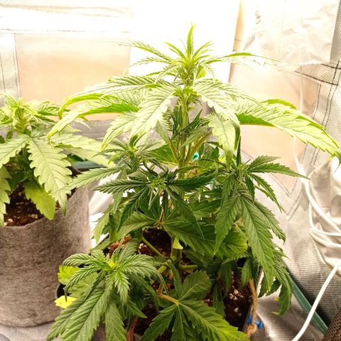 Strawberry Cake growlog timeline photo