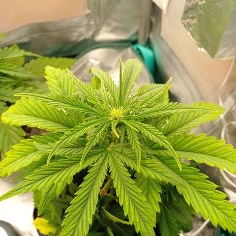 Strawberry Cake growlog timeline photo
