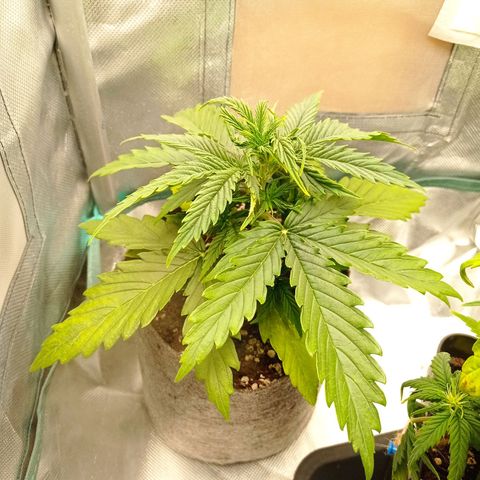 Low Afghan  growlog timeline photo